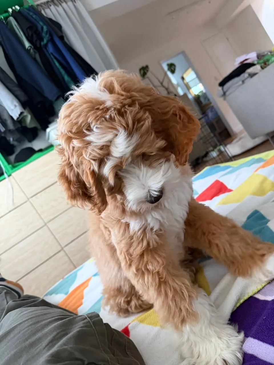 Coconut, rudo-biały labradoodle, siedzi na kolorowym kocu i patrzy w dół